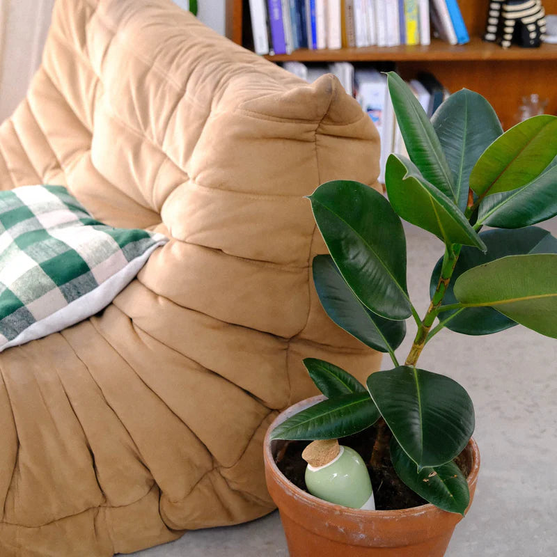 Olla Green Pepin Plantcare