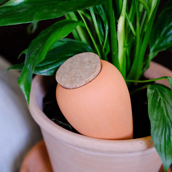 Olla Terracotta Pepin Plantcare