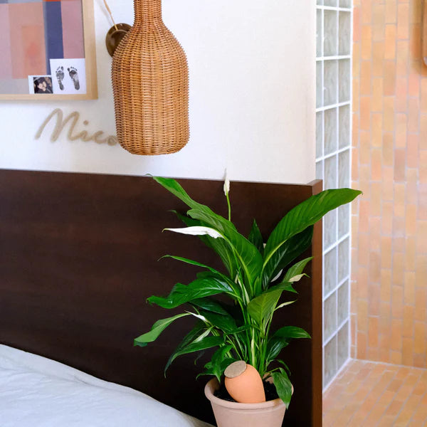 Olla Terracotta Pepin Plantcare