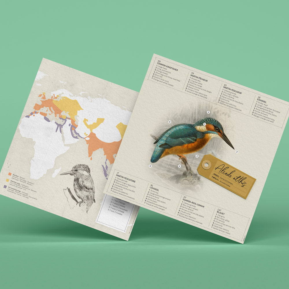 Alcedo Atthis Paper Figure Kit Plego Paper