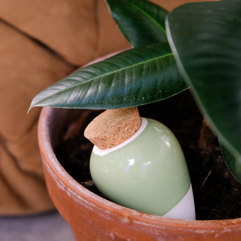Olla Green Pepin Plantcare