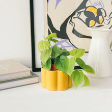 Paulita Planter mustard S