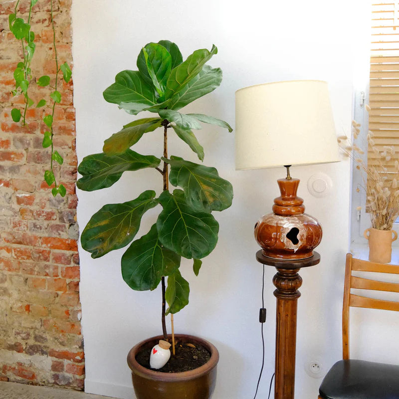 Olla Heart Pepin Plantcare