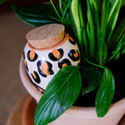 Olla Leopard Pepin Plantcare
