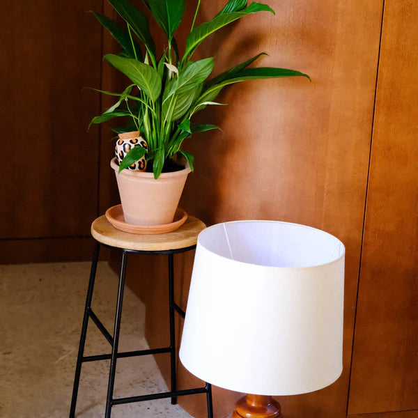 Olla Leopard Pepin Plantcare
