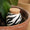 Olla Zebra