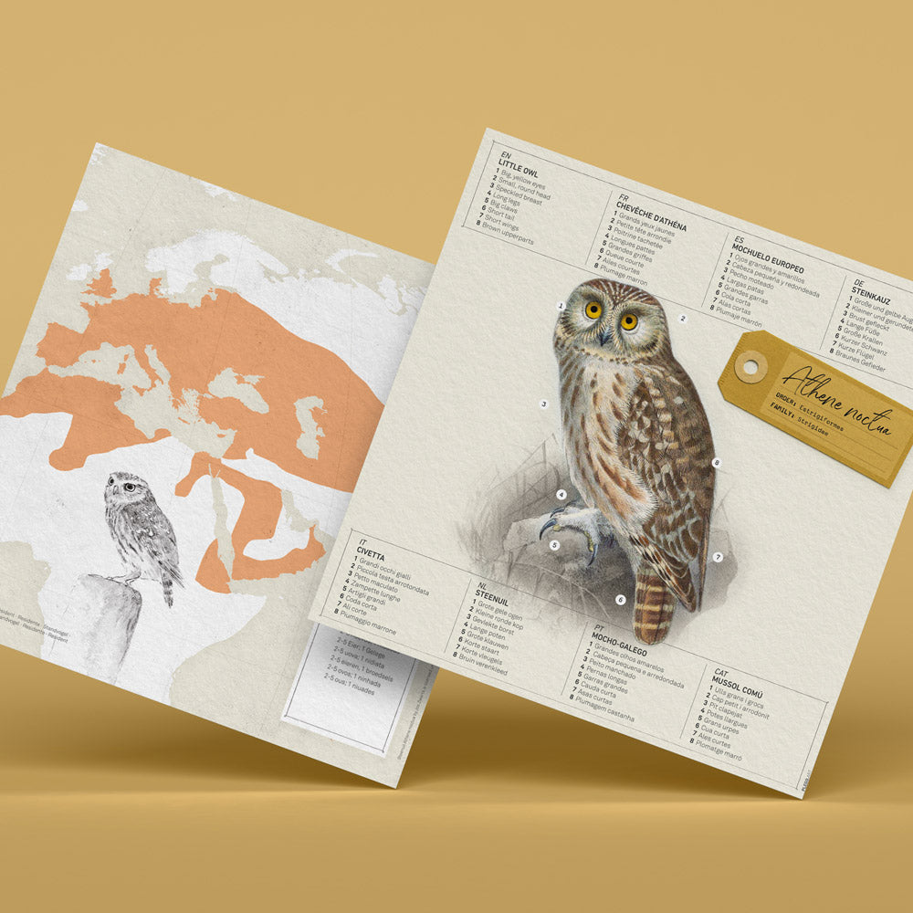 Athene Noctua Paper Figure Kit Plego Paper