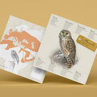 Athene Noctua Paper Figure Kit Plego Paper