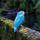 Alcedo Atthis Paper Figure Kit Plego Paper